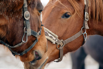 Horse Couple Beauty Closeup