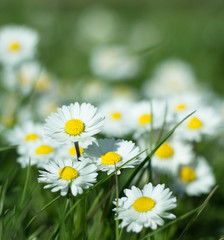 Obraz na płótnie Canvas Daisy persistent and widespread growth, heralding the arrival of spring to our gardens, has resulted in children using its flowers to make necklaces and adults desperately trying to rid `weed`.