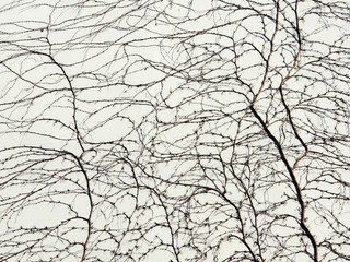 Fototapeta premium Ivy shoots, Hedera, on white wall