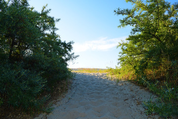 View of the sandy road between the trees in nature in summer.