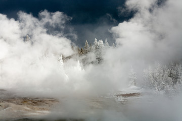 Steam surrounds snow covered pine trees on a winters day