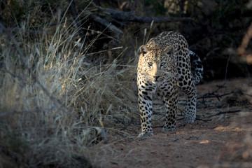 Leopard walking in thick undergrowth