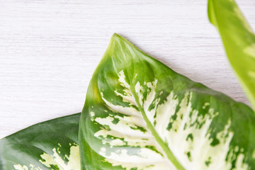 Dieffenbachia green leaf on a wooden background