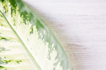 Dieffenbachia green leaf on a wooden background