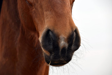 Horse Nose Closeup Portrait