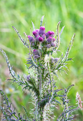 A colorful Scotch thistle (Onopordum acanthium) growing on the island of Islay in Scotland.