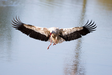 Ein fliegender Storch landet im See mit ausgebreiteten Schwingen