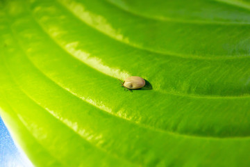 the tick of a dog lies on a green leaf