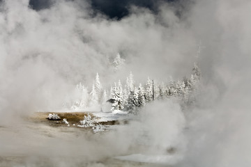Pine trees  glow from sun light shining through steam clouds on a winters day