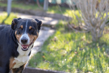 Appenzeller Mountain Dog, portrait of a dog close-up