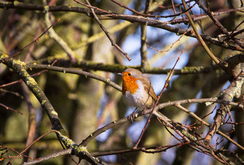 A European robin (Erithacus rubecula) perches on a branch in Shropshire, England.