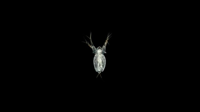 Plankton dweller ponds Branchiopoda Crustacea moina macrocopa or water flea