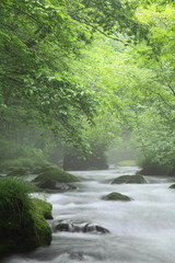 Obraz premium 夏の渓流