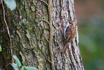 A common treecreeper (Certhia familiaris) climbs a tree in search of food in Shropshire, England.