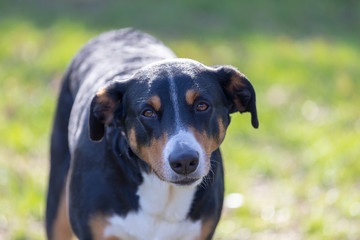 Appenzeller Mountain Dog, portrait of a dog close-up