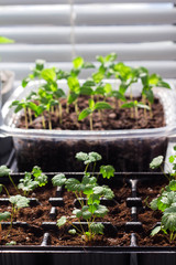 Seedlings on the windowsill. strawberry seedlings, close-up