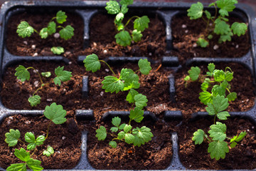 Seedlings on the windowsill. strawberry seedlings, close-up