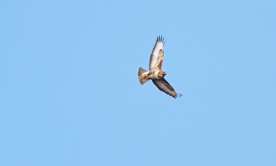A common buzzard (Buteo buteo) in flight at Wem Moss, Shropshire, England.