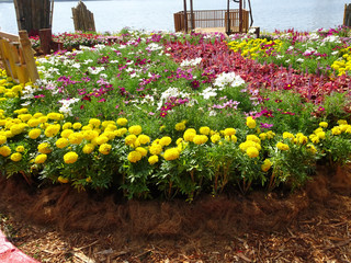 Various species and colorful of chrysanthemum flowers planted and grows in the Royal Floria Garden in Putrajaya, Malaysia.