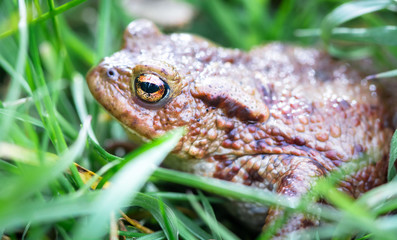 Common toad (Bufo bufo) hides in tall grass at Whixall Moss in Shropshire, England.