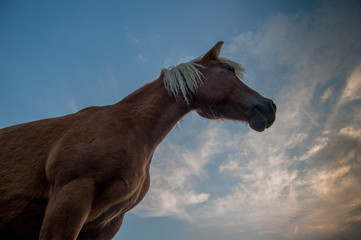 horse