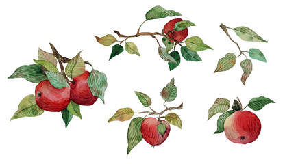 watercolor set red apples leaves branches  element    isolated