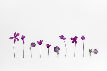 Purple cyclamen and clover herbarium