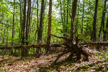 a root of fallen tree