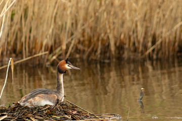 Nesting great crested grebe podiceps cristatus