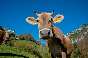 cow