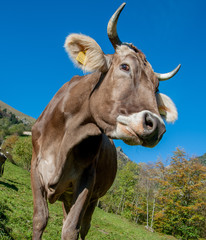 cow