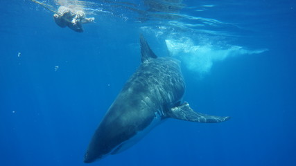 Cage diving avec les grands requins blanc australiens