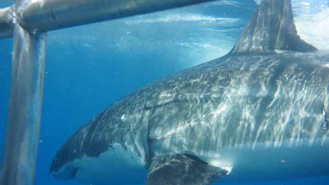 Cage diving avec les grands requins blanc australiens
