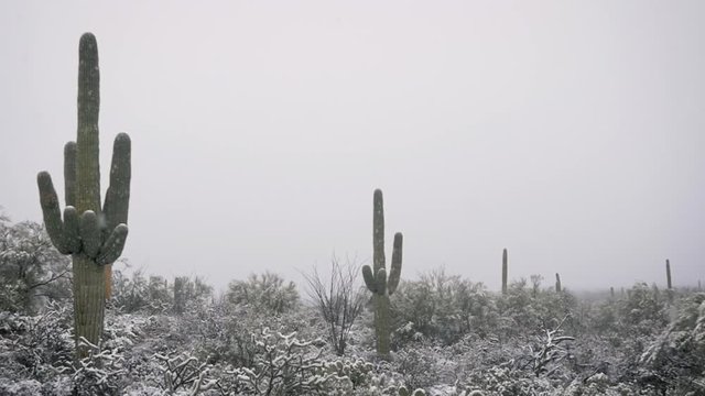 Desert winter scene with room for text. Snow flakes fall in slow motion past a large saguaro cactus with copy space on a white winter sky. Uncommon Arizona blizzard signifies global warming.