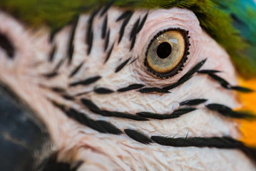 Eye of Blue-and-yellow macaw or Ara ararauna close up © Yakov