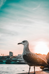 Seagull on post