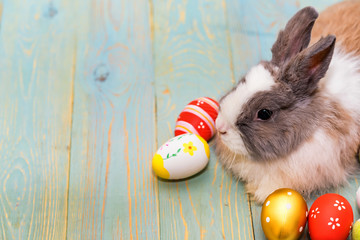 Cute fluffy rabbit and painted eggs, easter concept