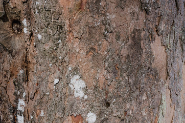 tree bark close up view