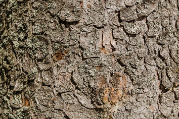 tree bark close up view