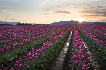 rows of tulips in fields in skagit valley, washington state
