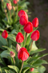 red tulips in washington state tulip festival