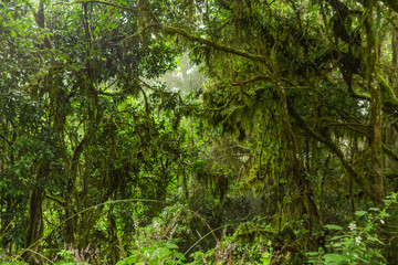 Obraz premium trees in forest with old mans beard