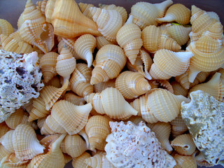 different seashells