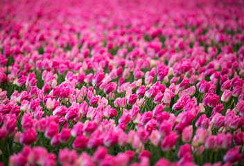 field of pink tulips in the skagit valley, washington state