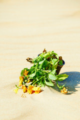 Dying flower in the desert. Concept of global warming. Selective focus