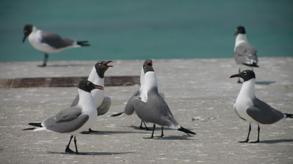 Obraz premium Flock of seagulls on the seashore