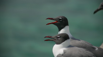 Two seagulls on the seashore with an open beaks 