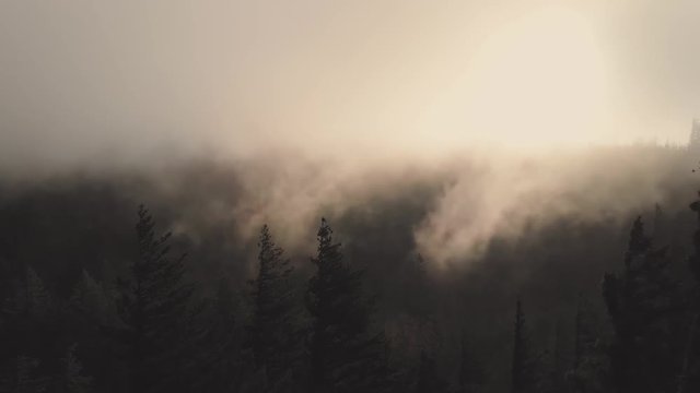Aerial drone shot of moody misty sunlit morning fog above lush evergreen forest