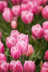 Obraz premium pink tulips in the pacific northwest