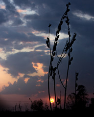  silhouette of a flower with sunset on the background 